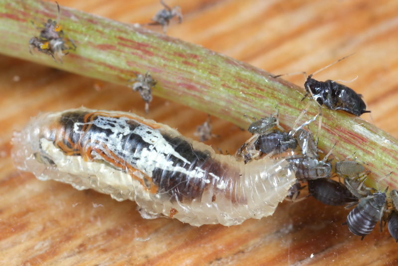 Episyrphus balteatus, Snorzweefvlieg, larve