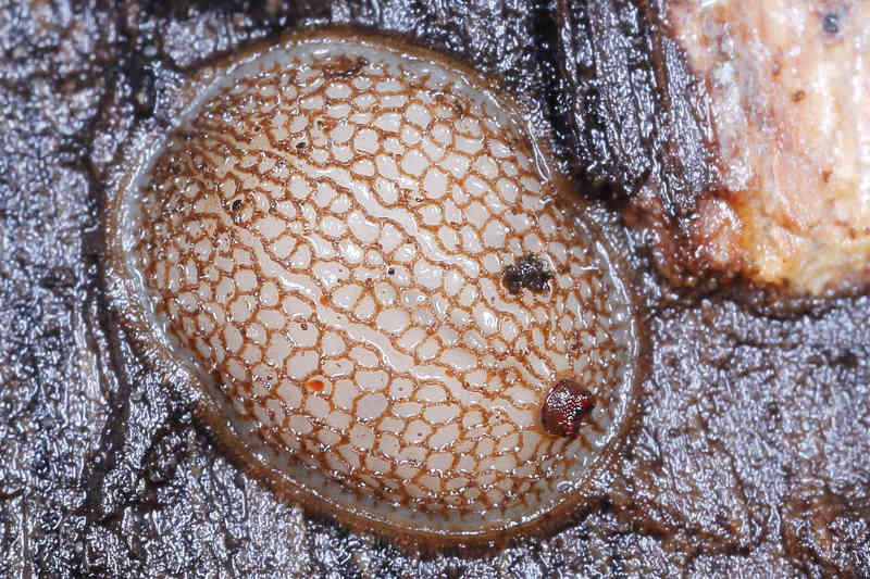 Microdon analis, Bosknikspriet, larve