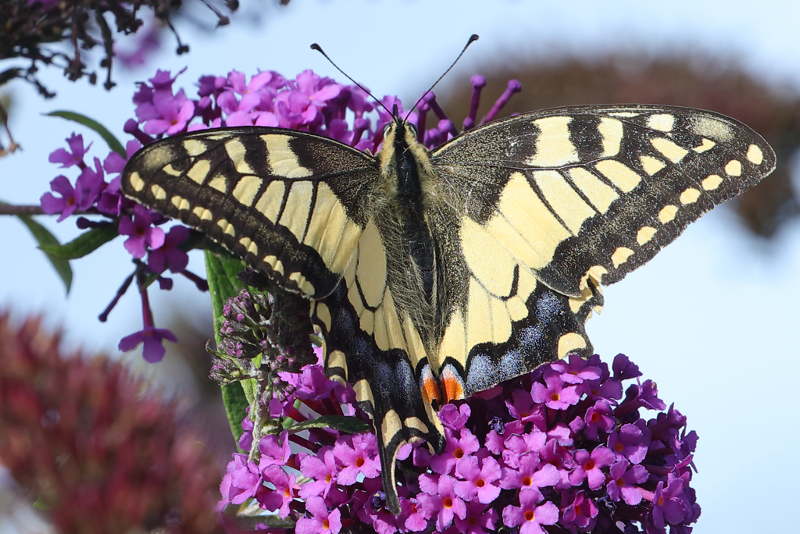 Koninginnenpage, Papilio machaon (NL)