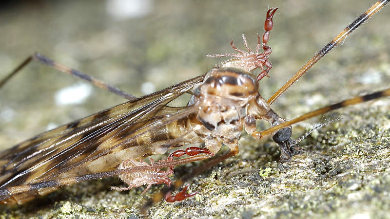 cranefly with Pseudoschorpions
