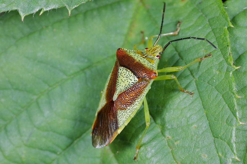 Meidoornkielwants, Acanthosoma haemorrhoidale