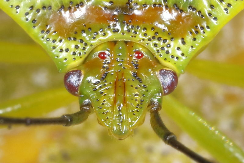 Acanthosoma haemorrhoidale, Meidoornkielwants