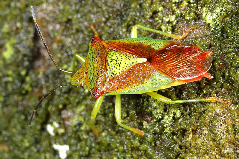 Acanthosoma haemorrhoidale, Meidoornkielwants