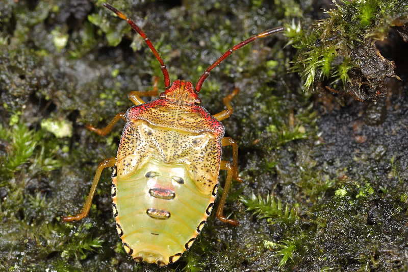 Acanthosoma haemorrhoidale, Meidoornkielwants, juveniel