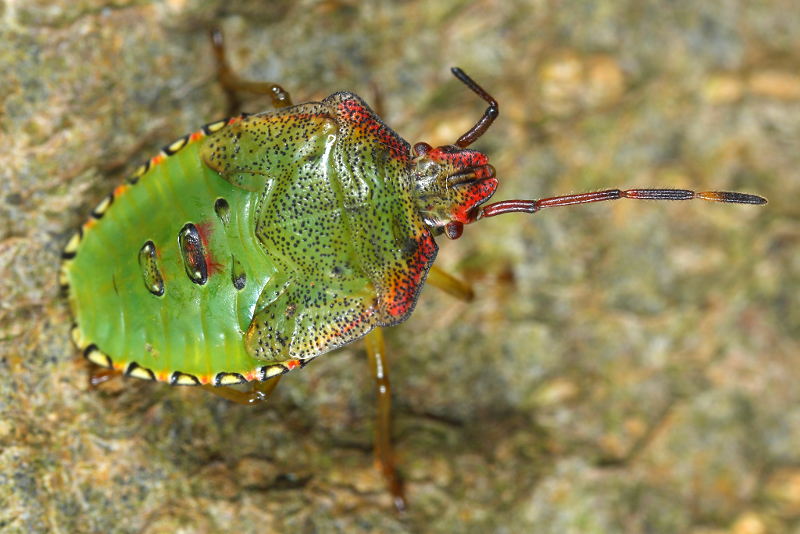 Acanthosoma haemorrhoidale, Meidoornkielwants, juveniel