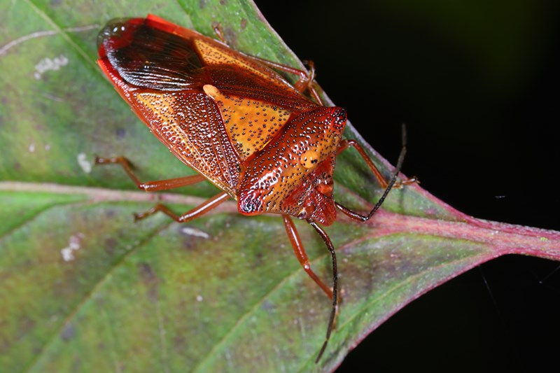 Acanthosoma haemorrhoidale, Meidoornkielwants, winterkleur