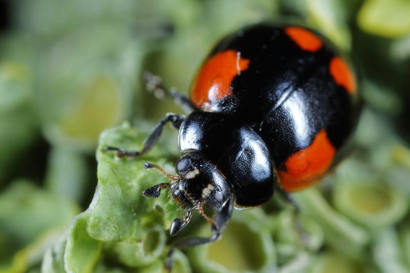 Tweestippelig lieveheersbeestje, Adalia bipunctata