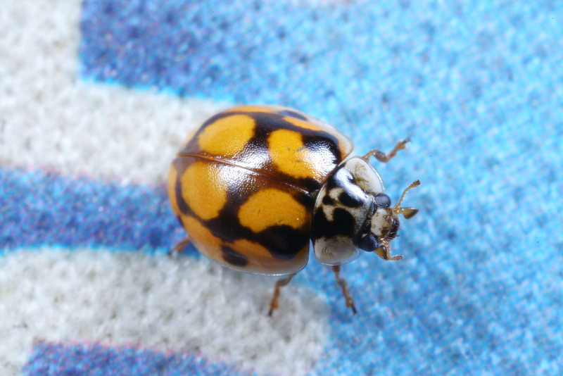 Tienstippelig lieveheersbeestje, Adalia decempunctata