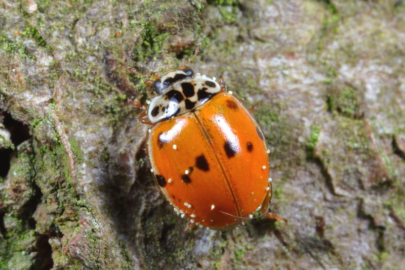 Tienstippelig lieveheersbeestje, Adalia decempunctata