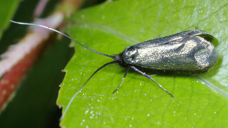 vrouwtje langsprietmot, Adela reaumurella