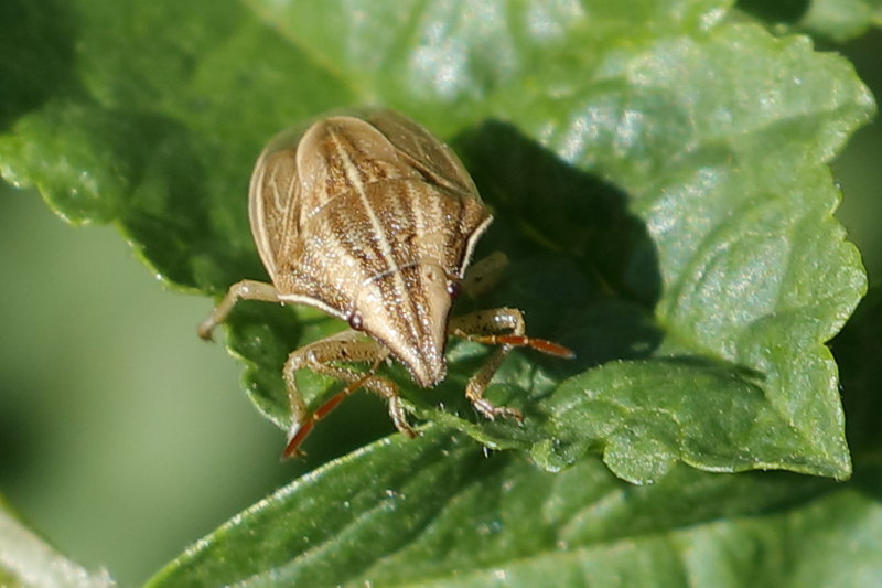 Aelia acuminata, Mijterschildwants