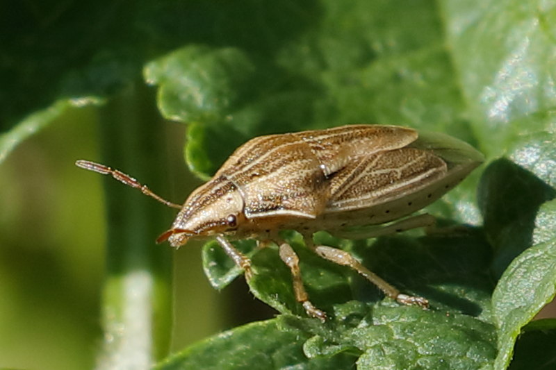 Aelia acuminata, Mijterschildwants