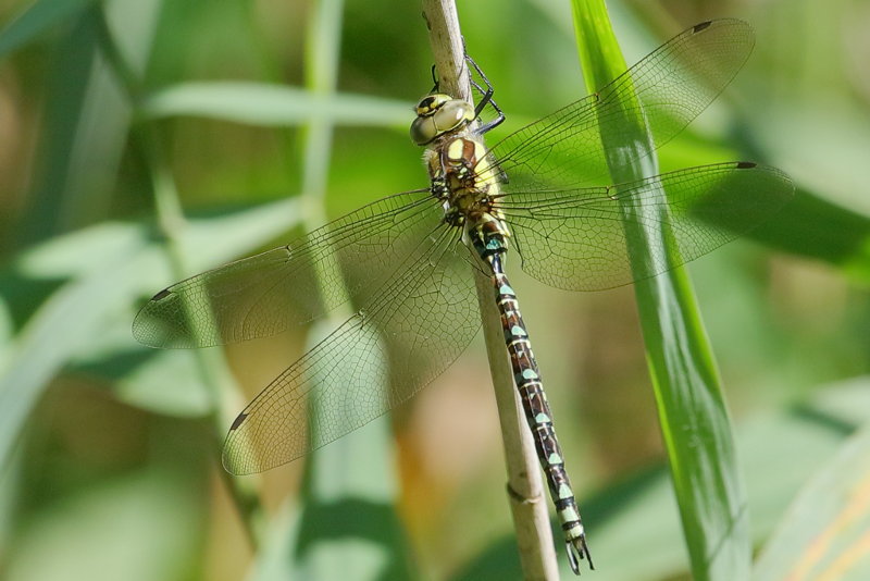 Blauwe glazenmaker, Aeshna cyanea ♂