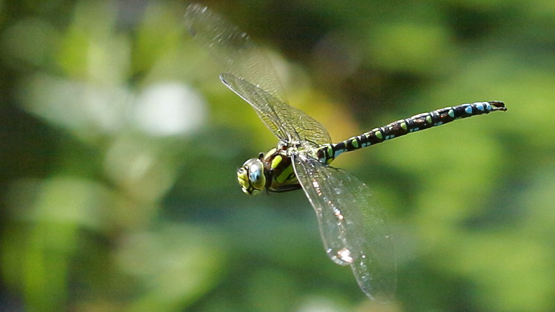 Blauwe glazenmaker, Aeshna cyanea ♂