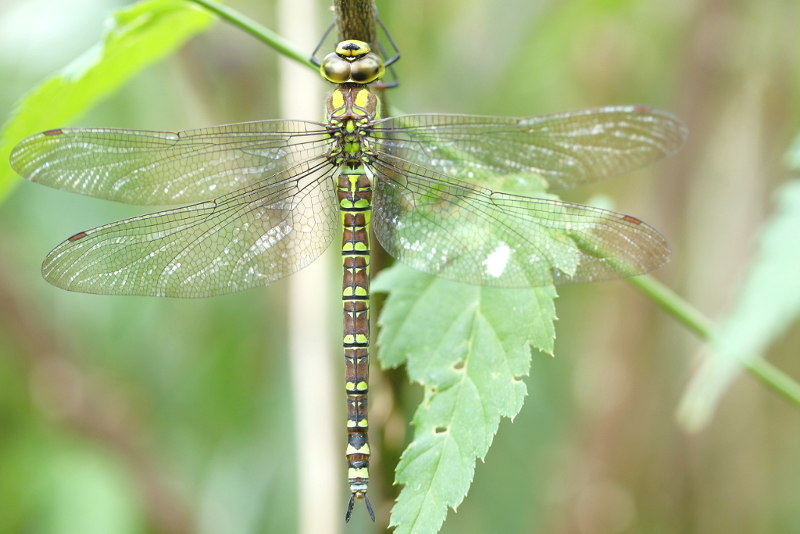 Blauwe glazenmaker, Aeshna cyanea ♀