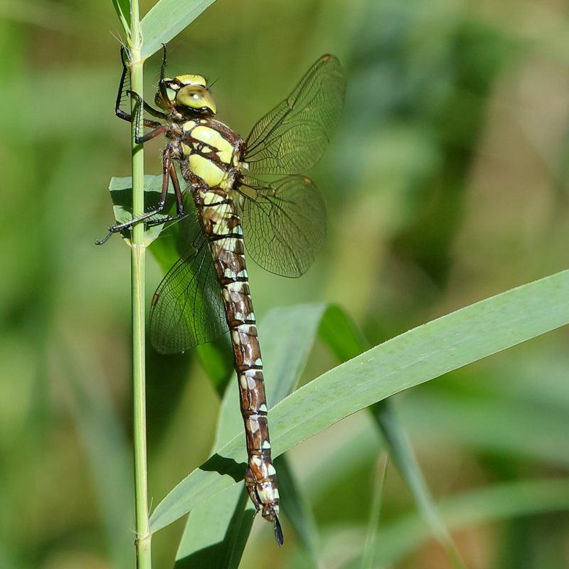 Blauwe glazenmaker, Aeshna cyanea ♀