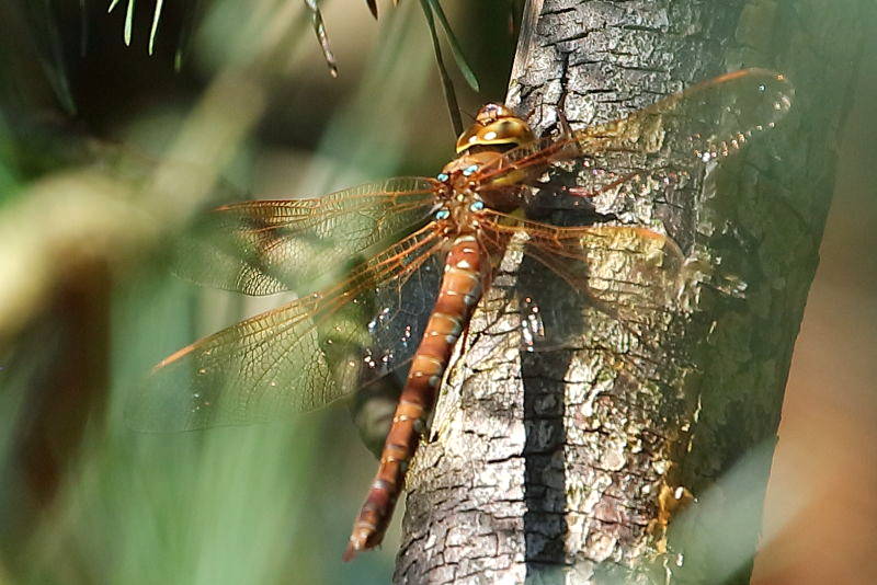 bruine glazenmaker, Aeshna grandis ♀