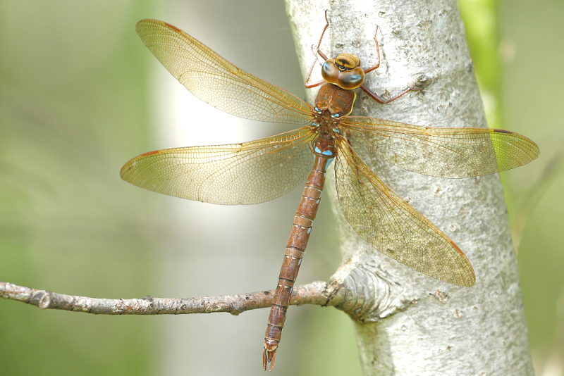 bruine glazenmaker, Aeshna grandis ♂