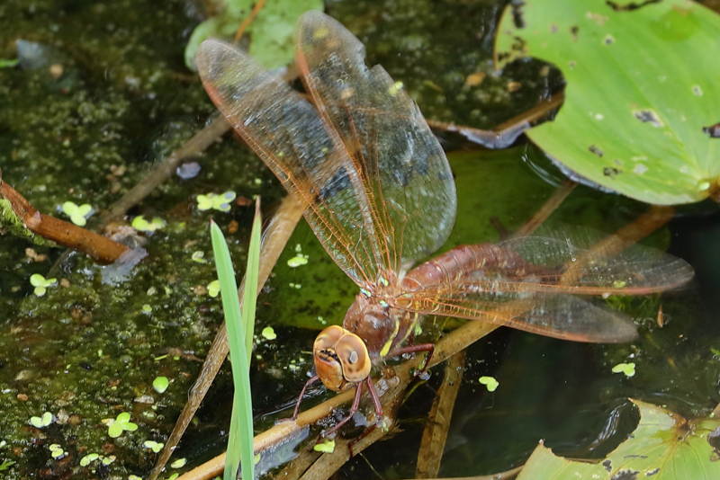 bruine glazenmaker, Aeshna grandis ♀