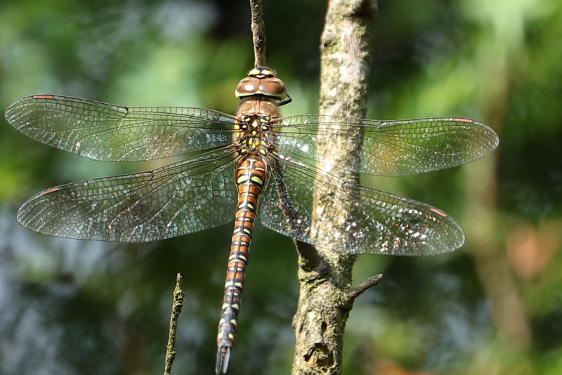 Paardenbijter, Aeshna mixta ♀