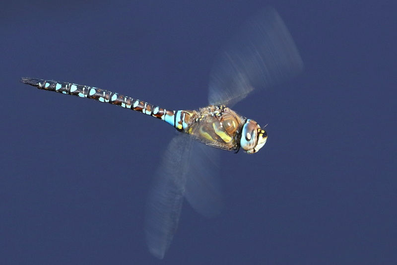 Paardenbijter, Aeshna mixta ♂