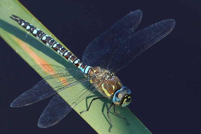 Paardenbijter, Aeshna mixta ♂