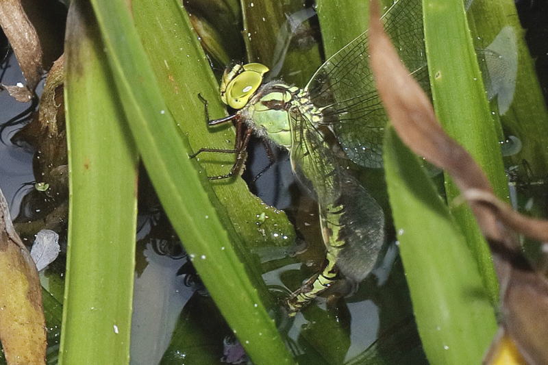 Groene glazenmaker, Aeshna viridis ♀ eileggend