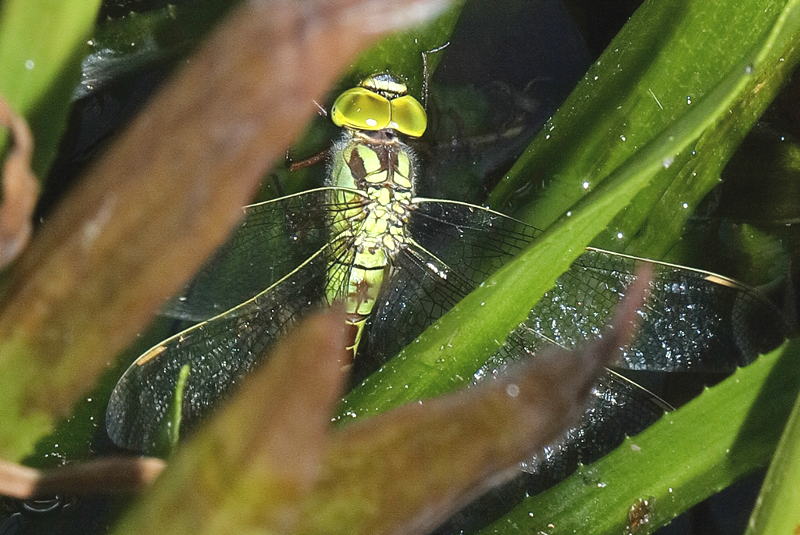 Groene glazenmaker, Aeshna viridis ♀ eileggend