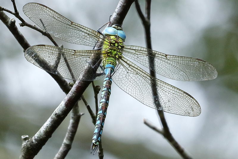 Groene glazenmaker, Aeshna viridis ♂