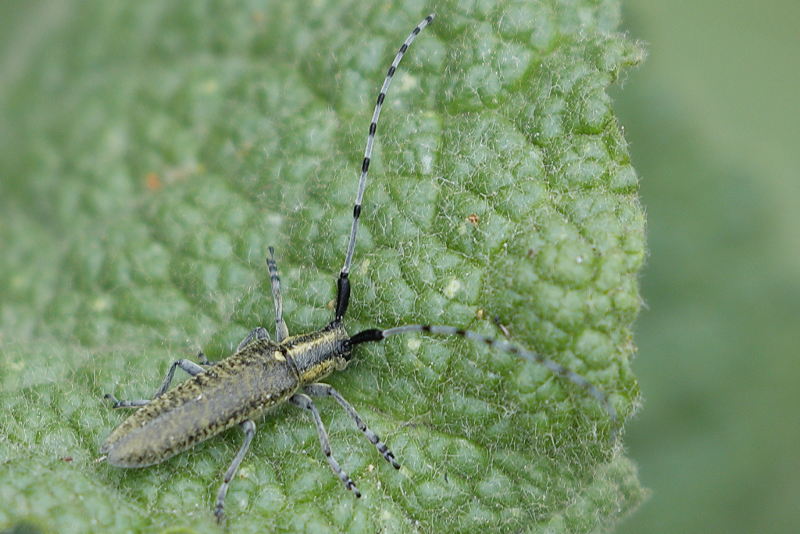 Distelboktor, Agapanthia villosoviridescens