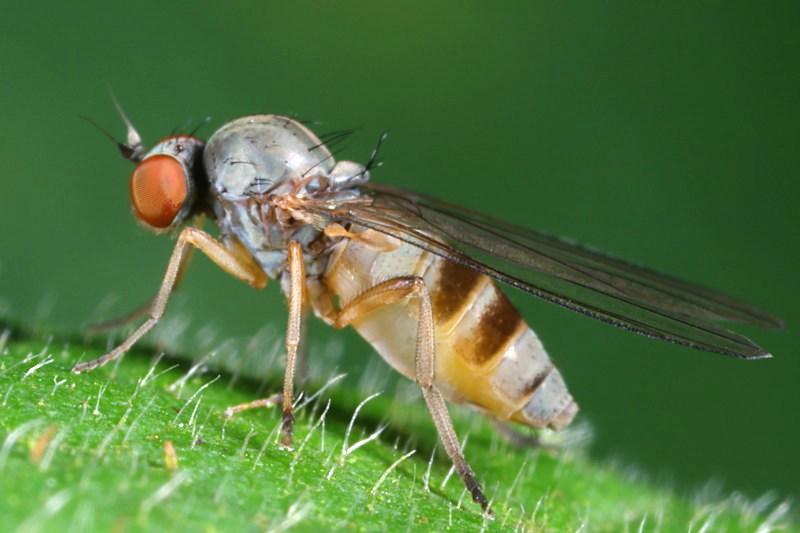 Teervlekkenzwambreedvoet, Agathomyia cinerea ♀