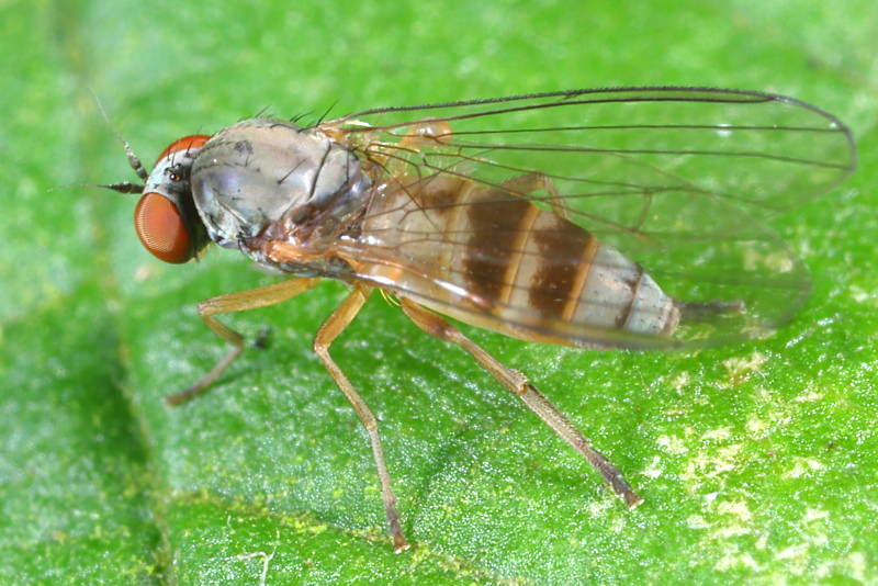 Teervlekkenzwambreedvoet, Agathomyia cinerea ♀