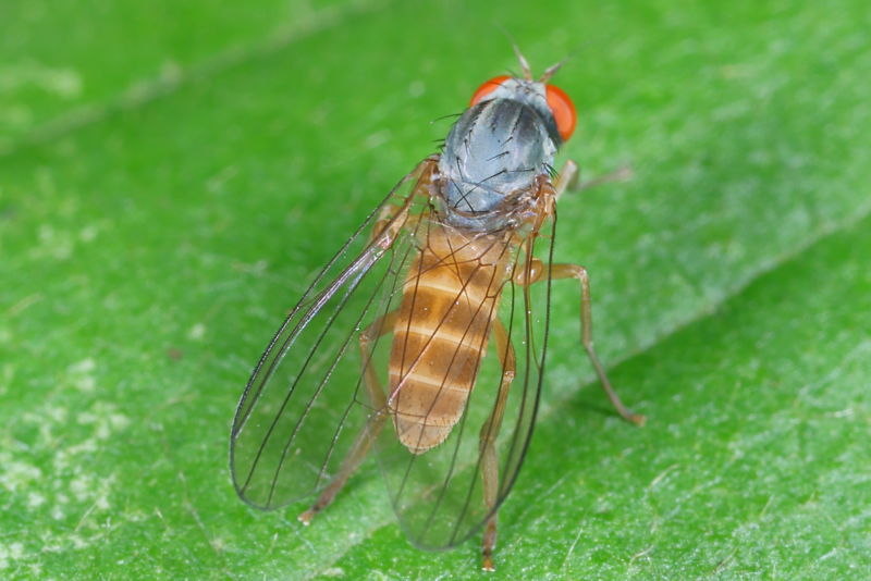Grote geelgrijze breedvoet, Agathomyia falleni ♀