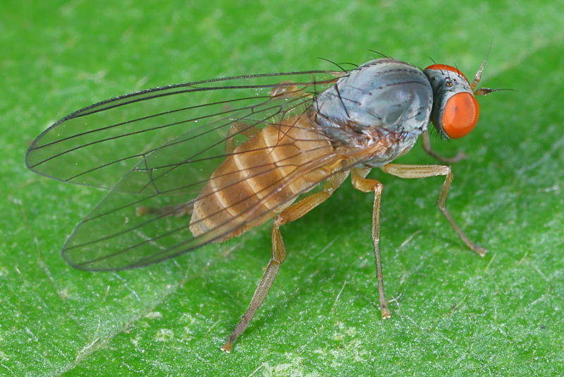 Grote geelgrijze breedvoet, Agathomyia falleni ♀