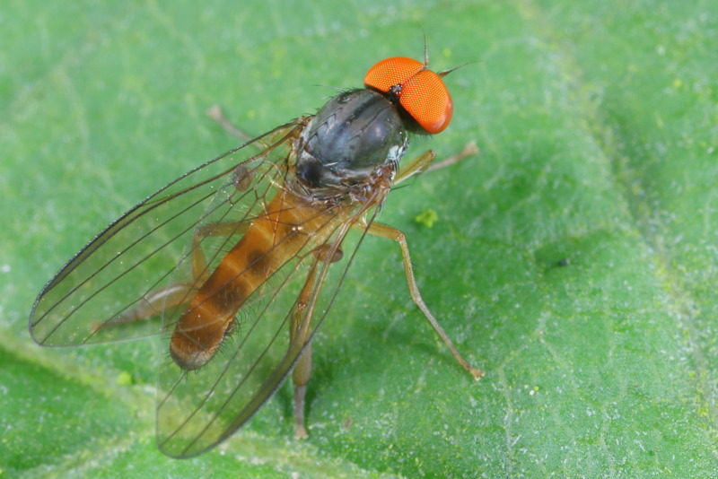 Grote geelgrijze breedvoet, Agathomyia falleni ♂