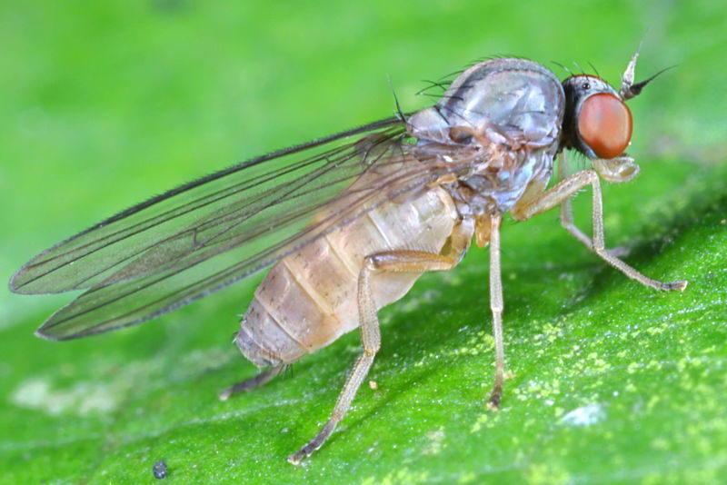 Kleine geelgrijze breedvoet, Agathomyia unicolor ♀