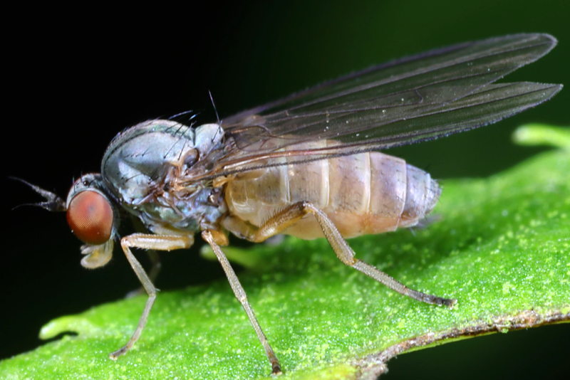 Kleine geelgrijze breedvoet, Agathomyia unicolor ♀