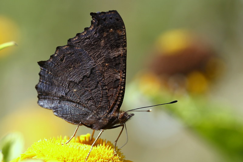 Dagpauwoog, Aglais io (NL)