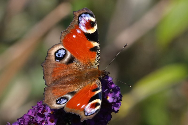 Dagpauwoog, Aglais io (NL)