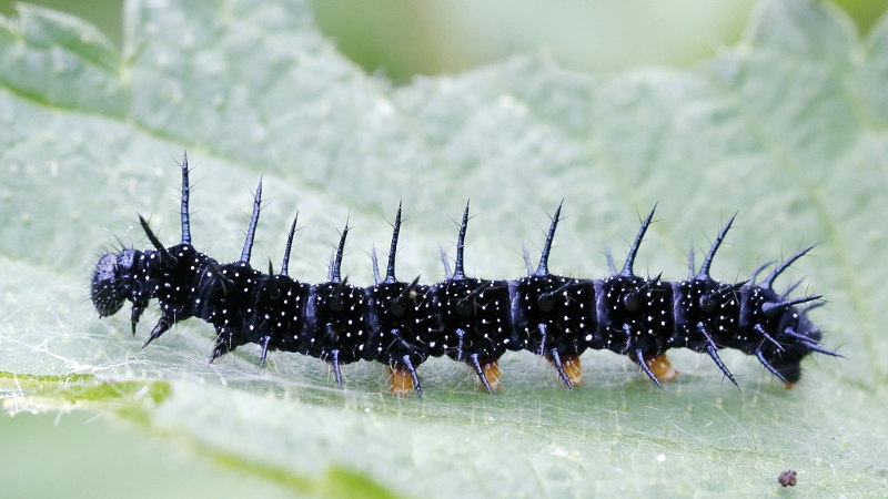 Dagpauwoog, Aglais io rups (NL)