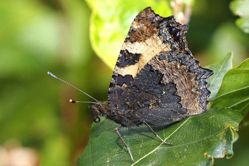 Kleine vos of Schoenlapper, Aglais urticae (NL)
