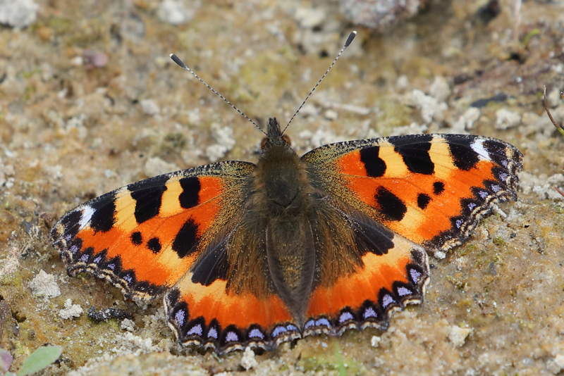 Kleine vos of Schoenlapper, Aglais urticae (NL)