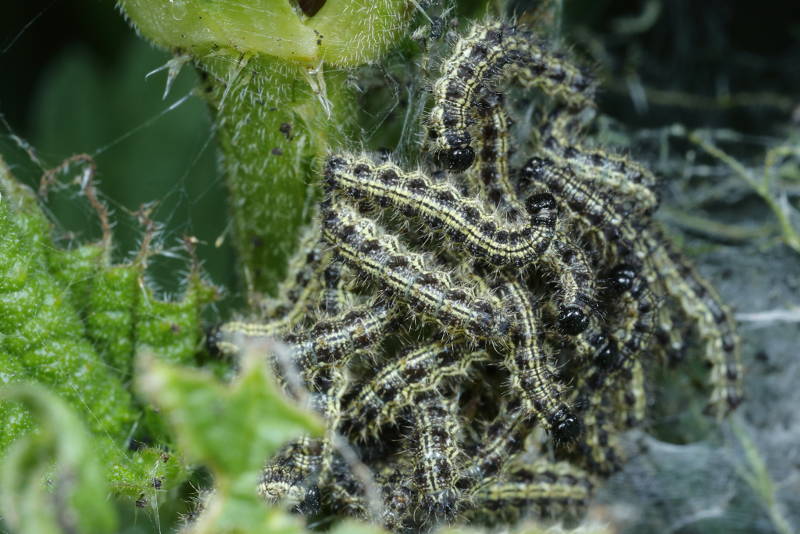 Kleine vos of Schoenlapper, Aglais urticae, rupsen (NL)