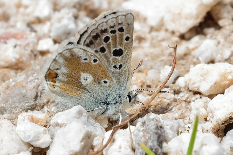 Balkanmansschildblauwtje, Agriades dardanus (BG)