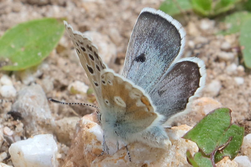 Balkanmansschildblauwtje, Agriades dardanus (BG)