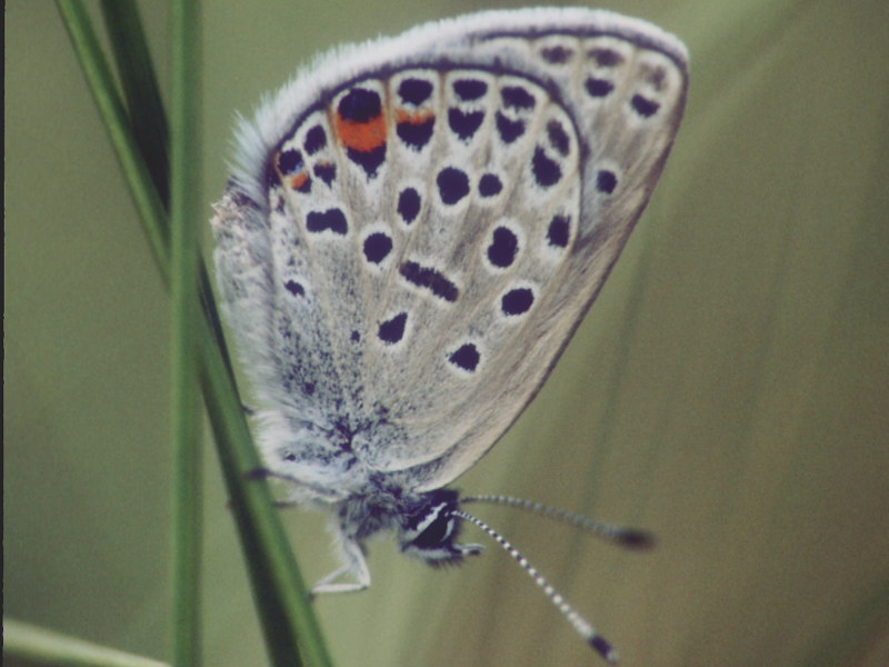 Veenbesblauwtje, Agriades optilete (NL)
