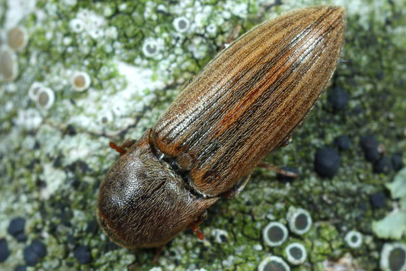 Gestreepte Kniptor, Agriotes lineatus