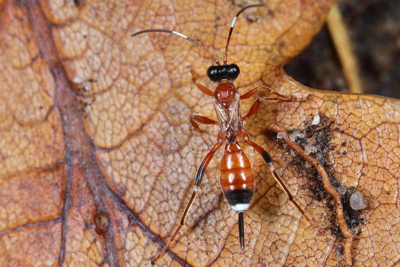 Agrothereutes abbreviatus