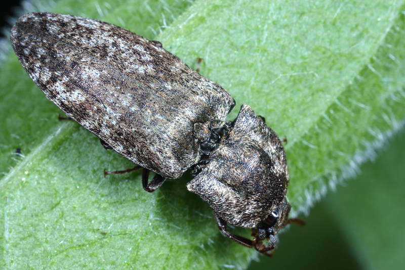 Muisgrijze Kniptor, Agrypnus murina