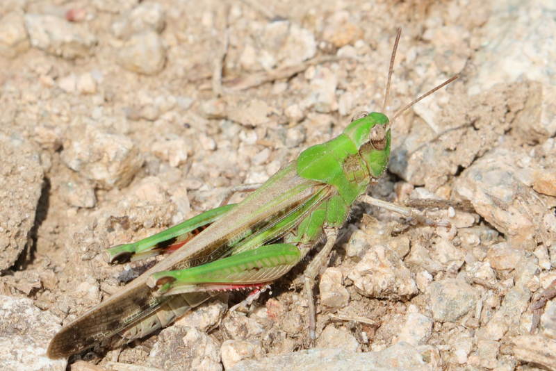 Slanke groenvleugel, Aiolopus thalassinus &female;